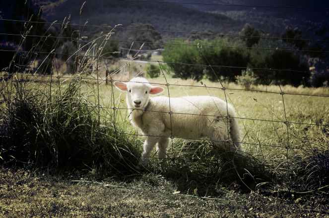 lamb-sheep-farm-animal-47078.jpeg