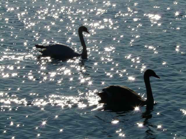 water animal swans swan