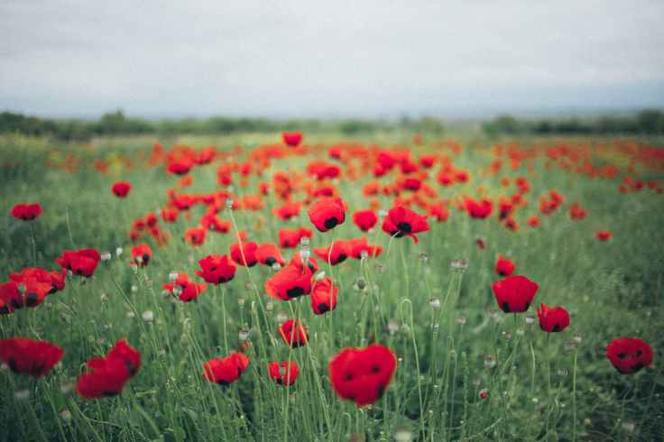 photo of poppy field