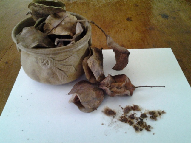 Jacaranda Seeds &amp; pods