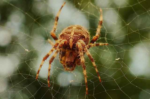 insect cobweb spider spider s web