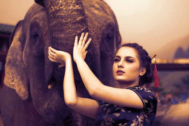 woman touching the elephant photography