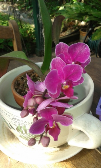 Jennifer's Orchid https://teawithjennifer.blog